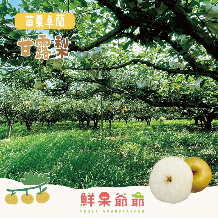 【鮮果爺爺】苗栗卓蘭大果24A甘露梨禮盒(2顆/盒_單顆0.8kg以上)