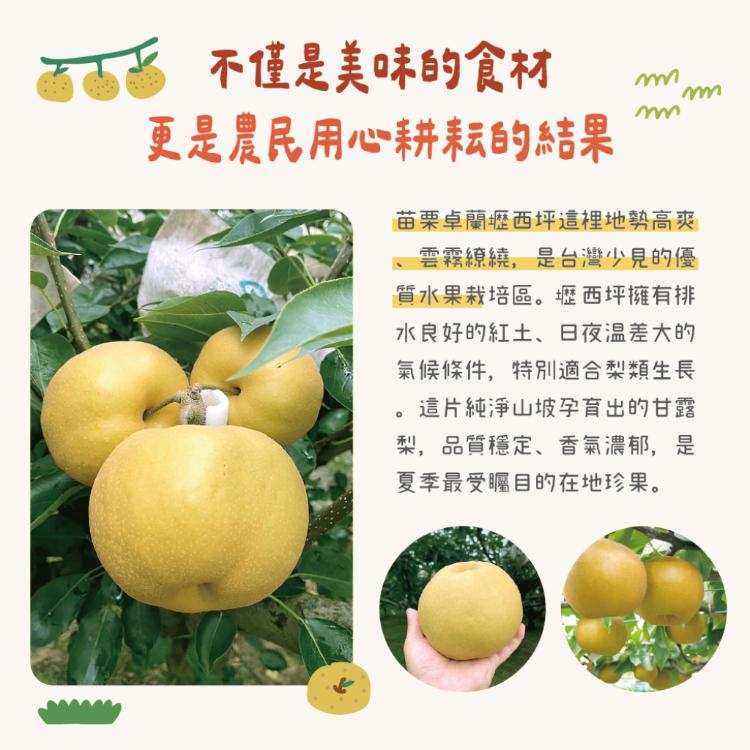 【鮮果爺爺】苗栗卓蘭大果24A甘露梨禮盒(2顆/盒_單顆0.8kg以上)