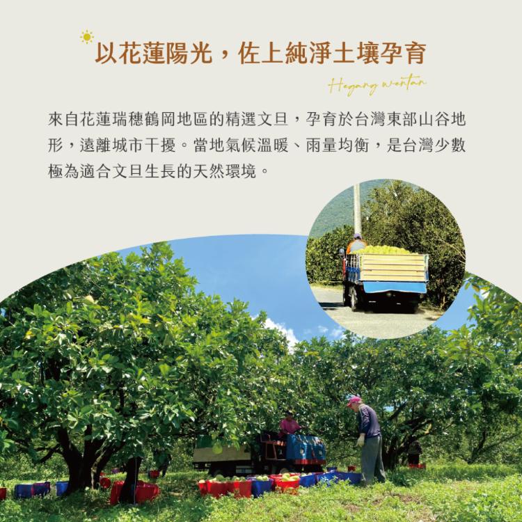 【杰市優果】50年花蓮鶴岡精選頂級老欉文旦10斤禮盒(10-15粒/箱)