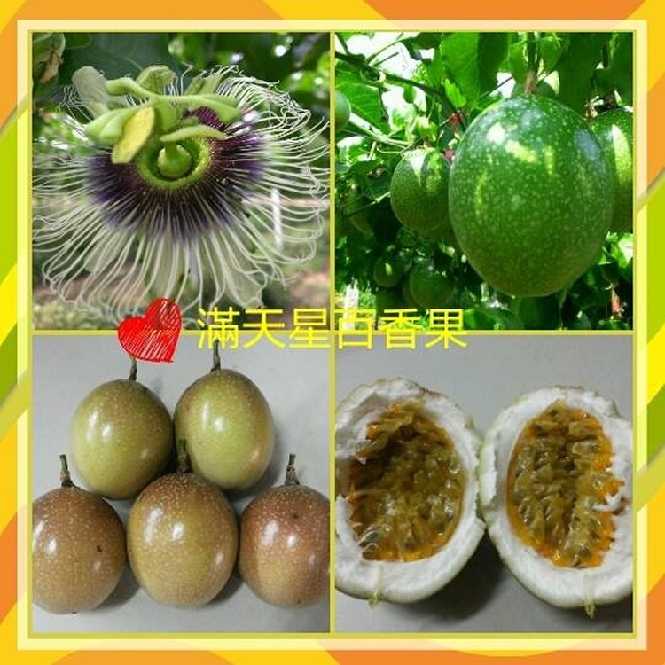 滿天星百香果
