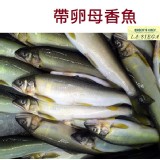 《御廚海鮮》母香魚帶卵Ayu
