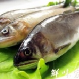 嚴選雪山香魚 中秋新商品
