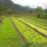懷念的滋味-油菜花