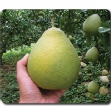 台灣農林自產文旦-來自苗栗正港銅鑼三十年的老欉文旦 10台斤(約12~15顆)禮盒裝,六箱免運 特價：$490