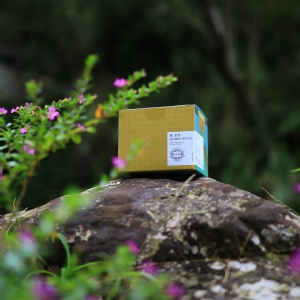 【暮。金萱】頂級阿里山手摘金萱 茶盒 送 茶瓶(隨機)