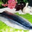 薄鹽秋刀魚