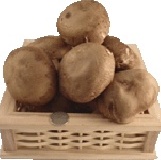 黑早鮮大冬菇~產地直送1斤600g 預計十二月開始採收~在facebook分享每1斤再便宜10元 特價：$120