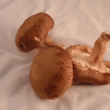 鮮香菇~產地直送1公斤 1斤 84元 全程冷藏保鮮 不剪頭 無水洗過 大中小都有以中為多 特價：$140