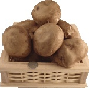 黑早鮮大冬菇~產地直送1斤600g 特價：$110