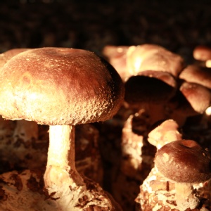 黑早鮮冬菇~產地直送1斤600g