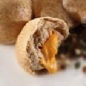 全麥爆漿起司(全麥系列) 特價：$19