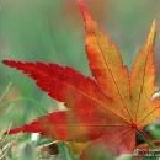 ~♥♫♥~ 麻吉團 ~♥♫♥~ 好康報馬仔 特價：$0