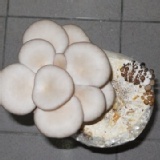 【豐年生態農場】藍寶石菇 特價：$60