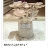 【豐年生態農場】秀珍菇 特價：$60