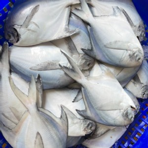 免運!【多自在生鮮食品】白鯧魚 350G+-10%/隻 (20隻，每隻332元)