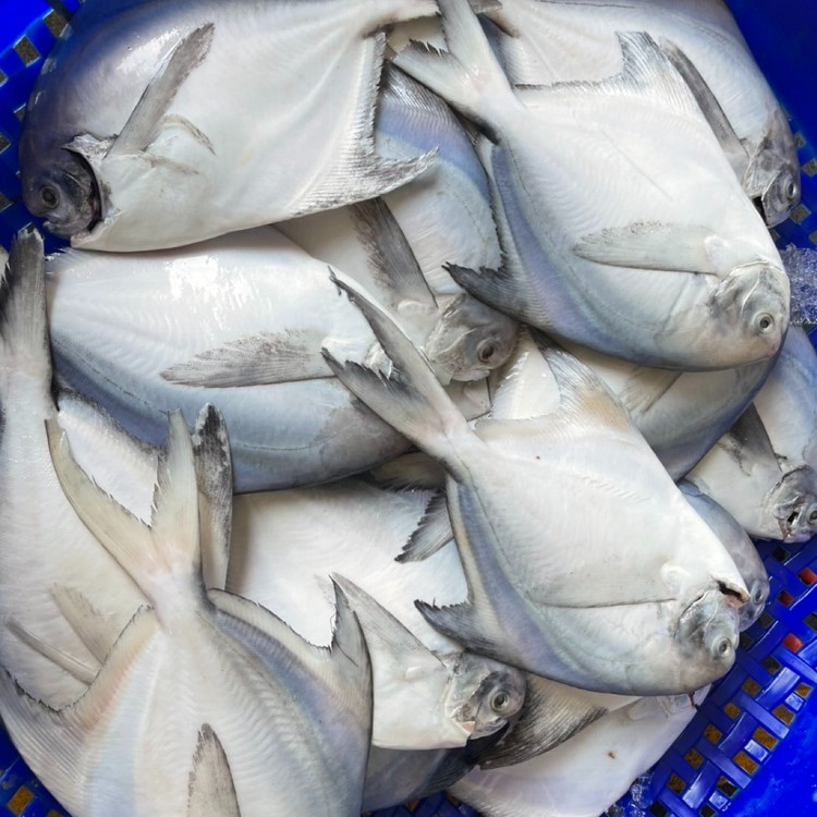 免運!【多自在生鮮食品】10隻 白鯧魚 350G+-10%/隻