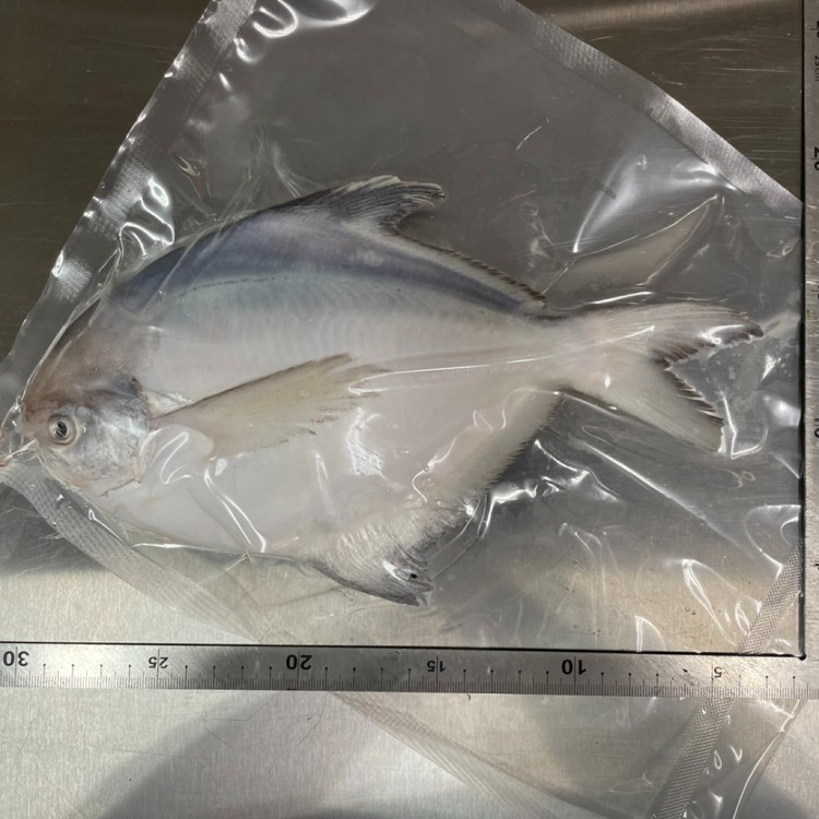 【多自在生鮮食品】白鯧魚