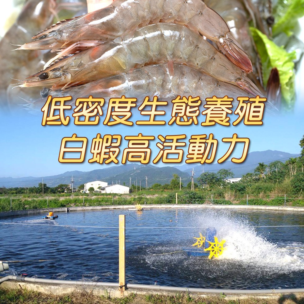 低密度生態養殖，自蝦高活動力。