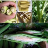 雲林元長鄉 -特優級帶殼鮮嫩玉米筍3斤裝