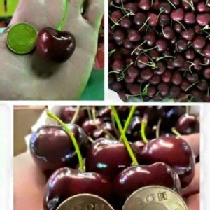 香甜多汁的櫻桃