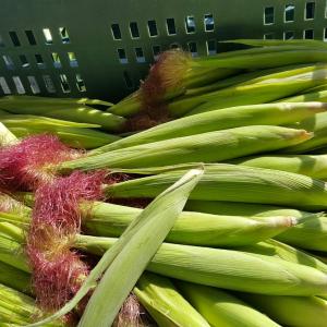 限量特價【古坑有菜】有機紅鬚玉米筍