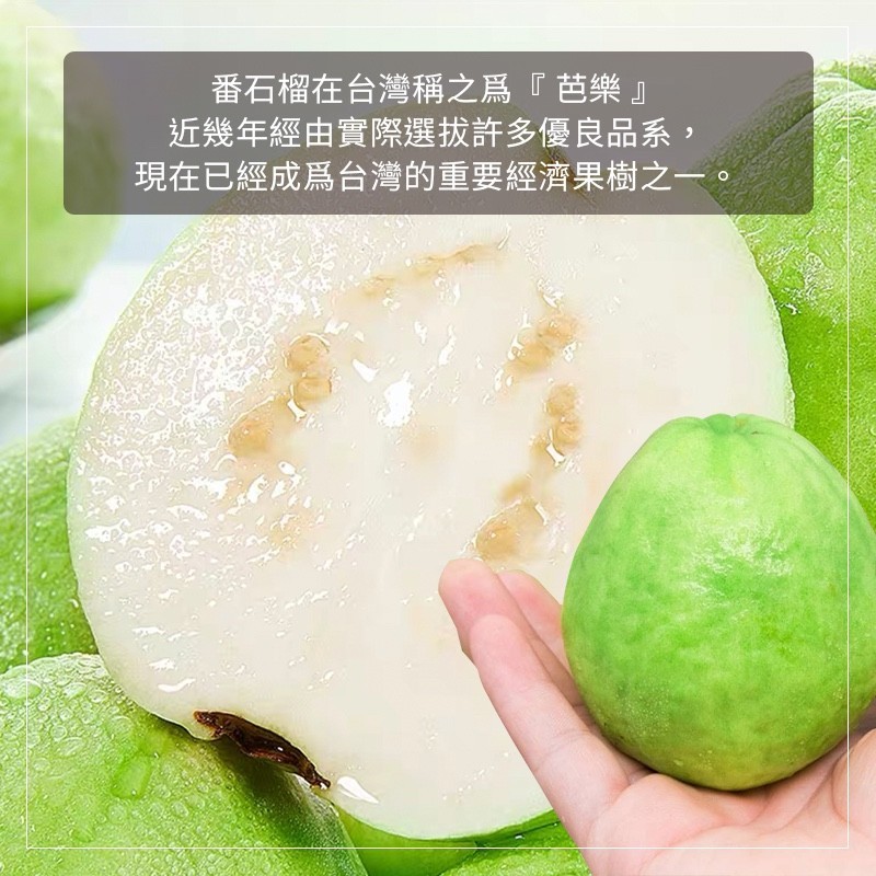 番石榴在台灣稱之為芭樂近幾年經由實際選拔許多優良品系,現在已經成為台灣的重要經濟果樹之一。