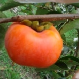 高山甜柿 大顆(約五顆裝) 原價$500/1.5Kg 特價：$400