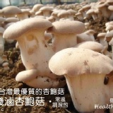 健康本味】食在健康《有機滷杏鮑菇常溫調理包》 不含防腐劑、添加物!美味養生健康