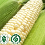 日出前採收！北海道牛奶水果玉米當日新鮮直送！ 特價：$189