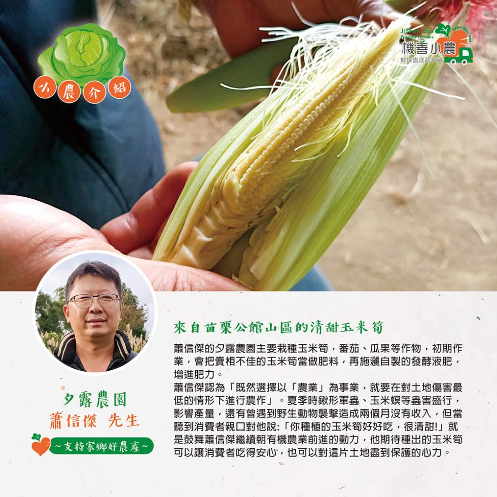 機善小農，鮮直送 oo，の農介，來自首栗公館山區的清甜玉米筍，蕭信傑的夕露農園主要栽種玉米筍,番茄、瓜果等作物,初期作，業,會把賣相不佳的玉米筍當做肥料,再施灑自製的發酵液肥,增進肥力。蕭信傑認為既然選擇以農業為事業,就要在對土地傷害最，低的情形下進