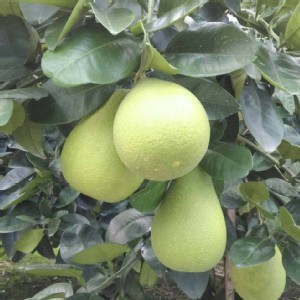 花蓮亦坤老爹的鶴岡文旦