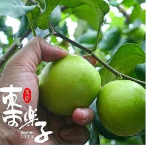 【棗樂子】檜木蜜棗(超大)5斤手提禮盒 (任選1、2、3、4盒)