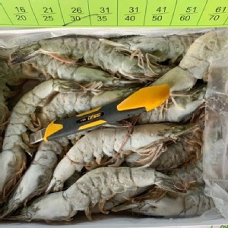 加購區-無毒野放白蝦