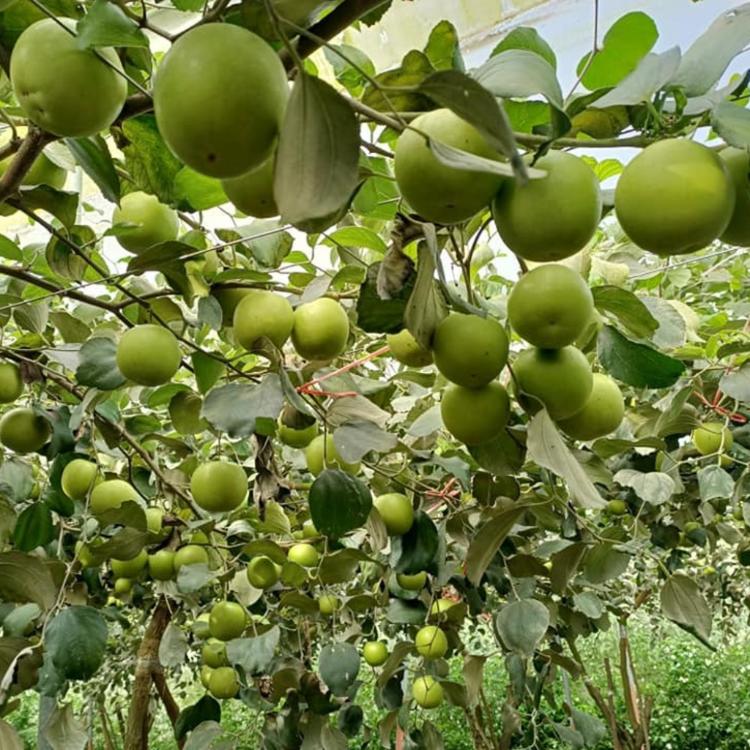 【棗樂子】檜木蜜棗(超大)5斤手提禮盒 (任選1、2、3、4盒)