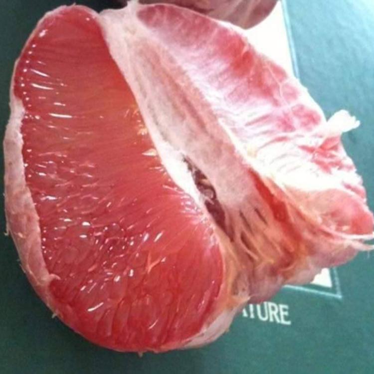 買一送一【台南麻豆老欉文旦】40年老欉紅文旦禮盒(5台斤/盒)