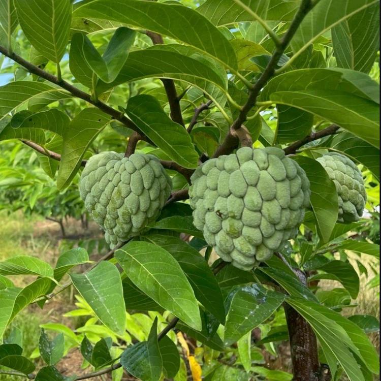 【產地直送】台東大目釋迦5斤/盒(任選1/2/3盒)