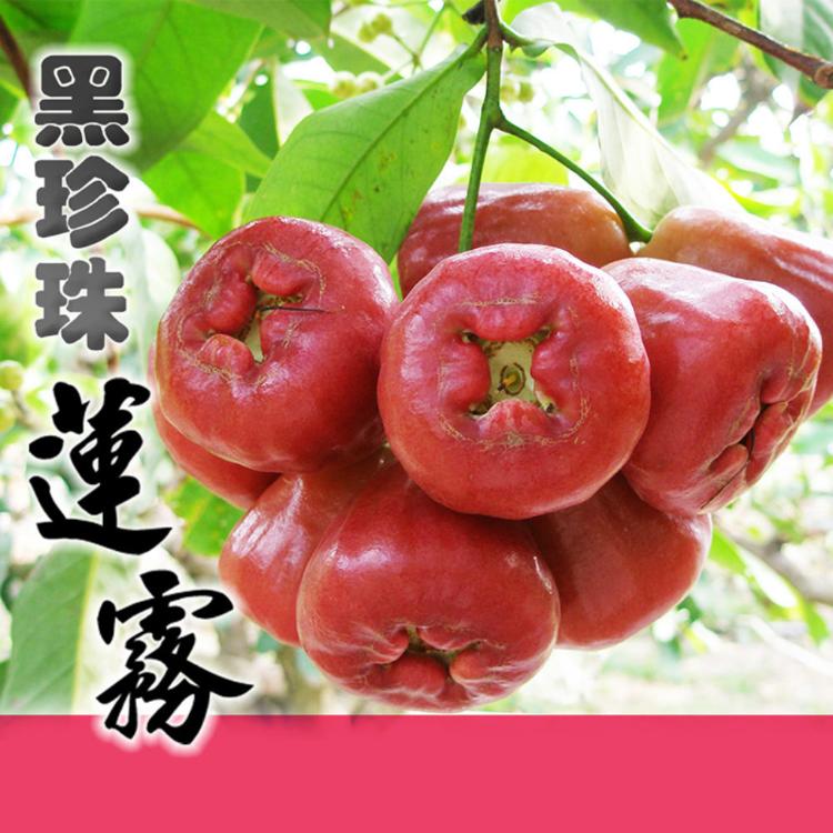 【家購網嚴選】屏東林邊黑珍珠蓮霧 精品4斤/盒 (約20-26顆/盒)