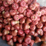 自家種的蓮霧 10斤裝 免運費