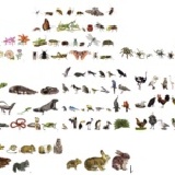 字彙增進卡第一輯（英文版） 三段卡 特價：$2000