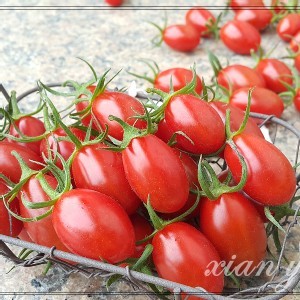 薄皮溫室小蕃茄