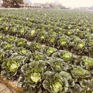 雪翠高麗菜(5台斤以上)