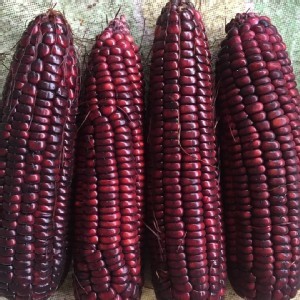 黑寶珍珠玉米/3斤