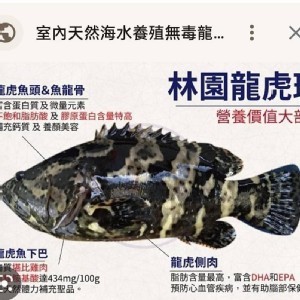 林園龍虎斑 規格：約600g，真空包裝