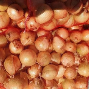 正港ㄟ屏東車城洋蔥 一袋3.5斤大約8-11（中球）