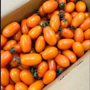 橙蜜香牛奶小蕃茄 規格：5台斤