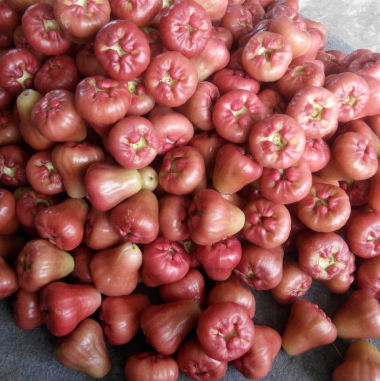 自家種的蓮霧 10斤裝 免運費