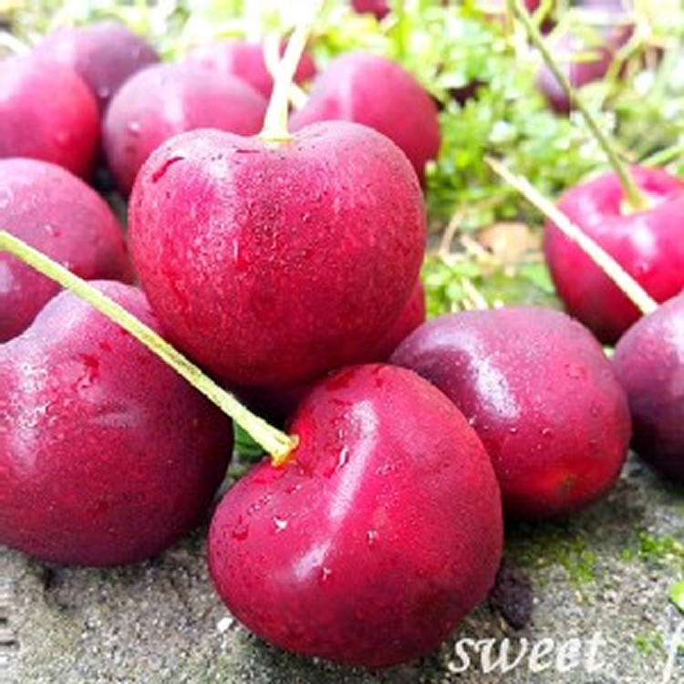 華盛頓8.5R甜櫻桃