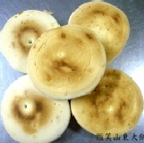 槓子頭（火燒）（大） 超有嚼勁