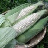 白玉米&水果玉米 一斤