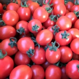 【5斤紅小蕃茄】薄利多銷產地直送小番茄